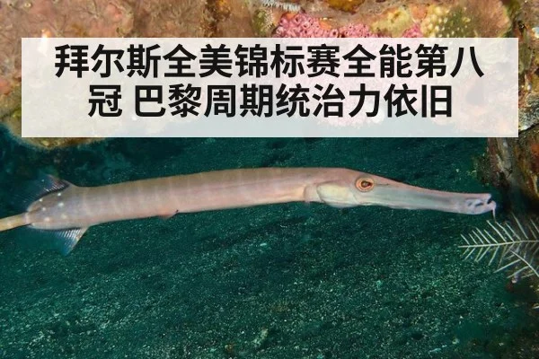 拜尔斯全美锦标赛全能第八冠 巴黎周期统治力依旧